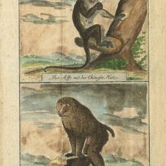 Macaque Print