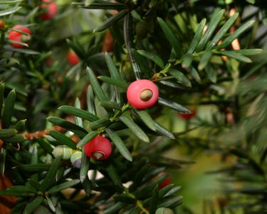Branch with mature ovules with red arils of japanese yew