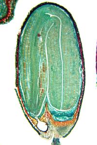 Mature ovule - embryogenesis in Capsella