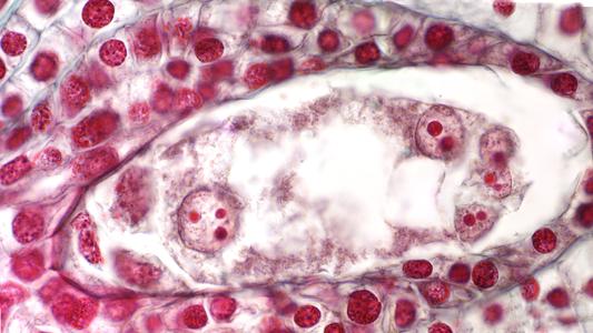 8-nucleated 7-celled embryo sac of Lilium