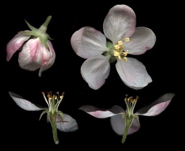 Malus domestica dissected flowers