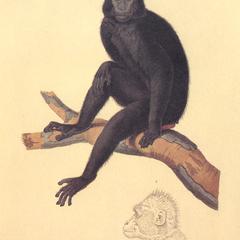 Celebes Crested Macaque Print