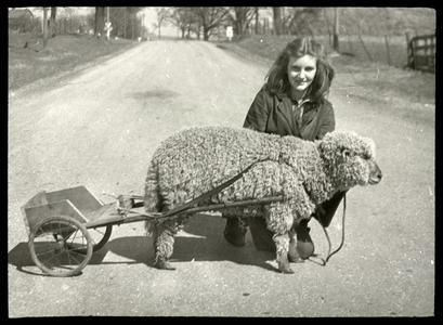 Mary Virginia Dexter - lamb and cart