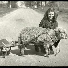 Mary Virginia Dexter - lamb and cart