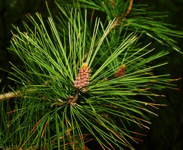 Red pine bough with clusters of microsporangiate cones
