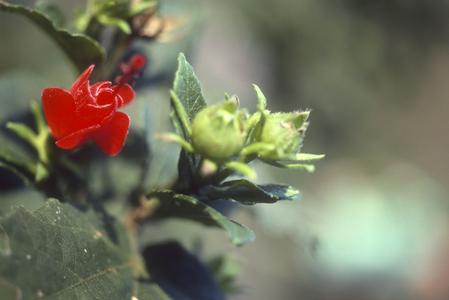 Malvaviscus flower, Santa Rosa National Park