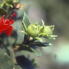 Malvaviscus flower, Santa Rosa National Park