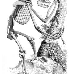 Skeleton of Male Gorilla