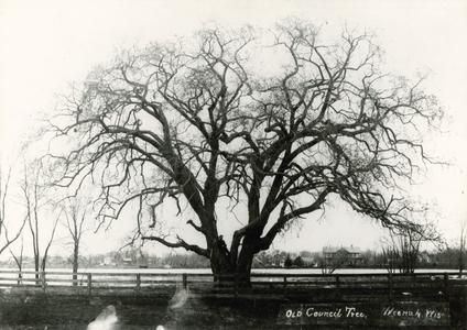 Old Council Tree