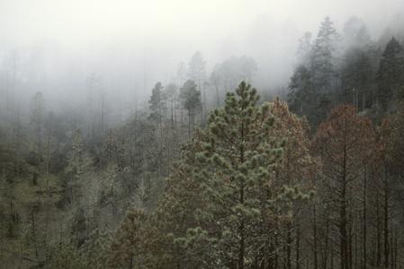 Abies-Cupressus cloud forest, Sierra de los Cuchumatanes