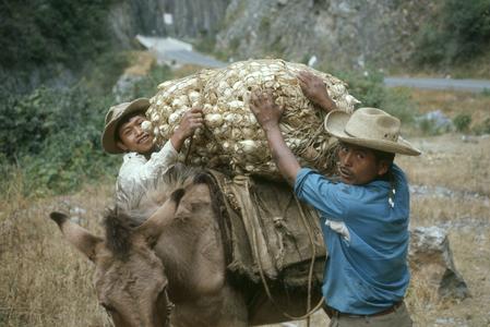 Locals loading corn on donkey, Río Selegua valley