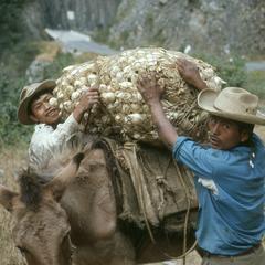 Locals loading corn on donkey, Río Selegua valley