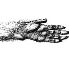 Main antérieure du mangabey (Mangabey hand)