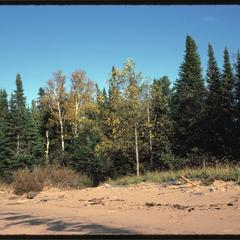 Boreal forest on the Lake Superior shore