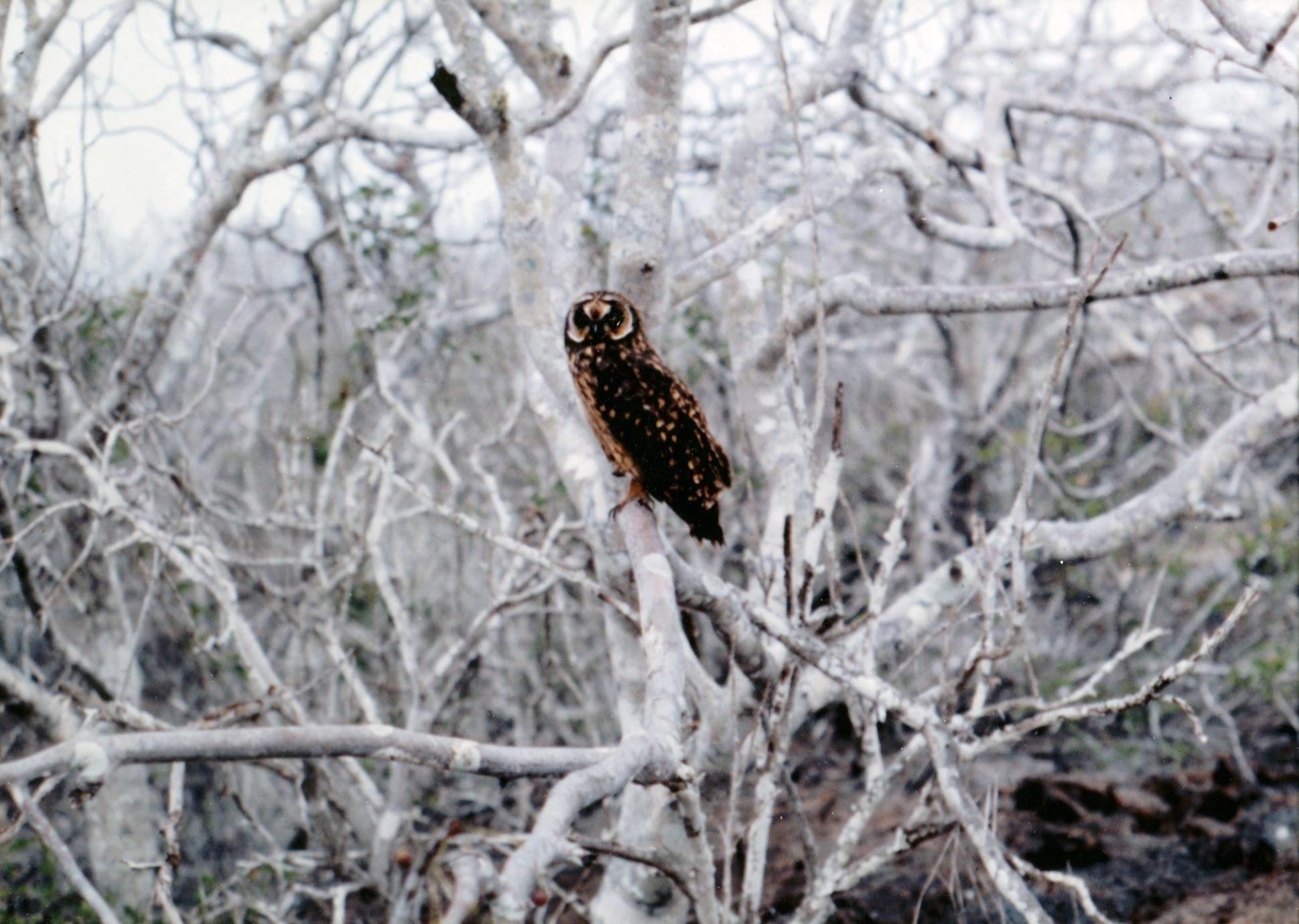 Short-eared Owl (Asio flammeus galapagoensis) in an Incense Tree (Bursera graveolens) - Cool Season