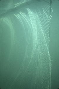 Vertical gillnet underwater