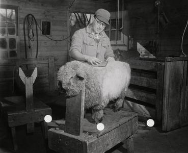 Richard Birkholz with a sheep