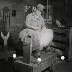 Richard Birkholz with a sheep