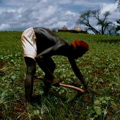Male Farmer Cultivating His Field