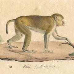 Juvenile Rhesus Macaque Print