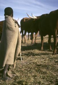 Southern Africa : Agricultural Activities : herding cattle