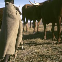 Southern Africa : Agricultural Activities : herding cattle