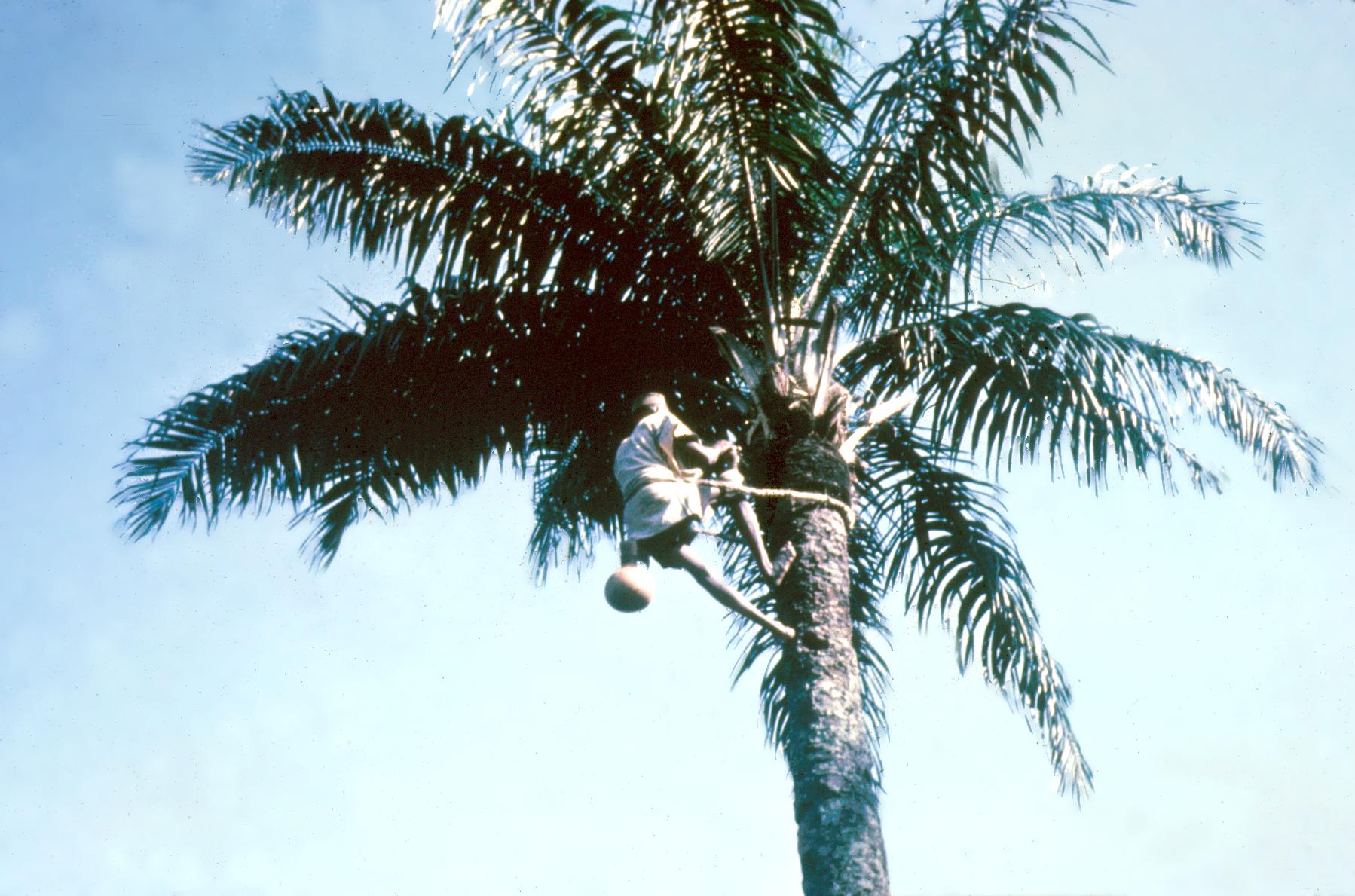 A Palm Wine Tapper at Work