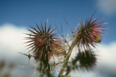 Close-up of flower heads of an alpine thistle, just south of Totonicapan