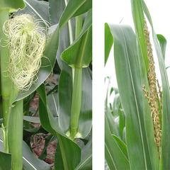 Male and female inflorescences of corn