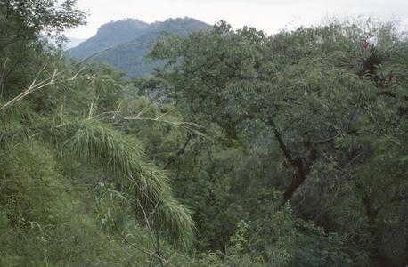 Bamboo and teosinte (Guerrero)