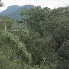 Bamboo and teosinte (Guerrero)