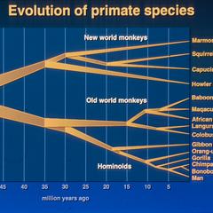 Primate evolution