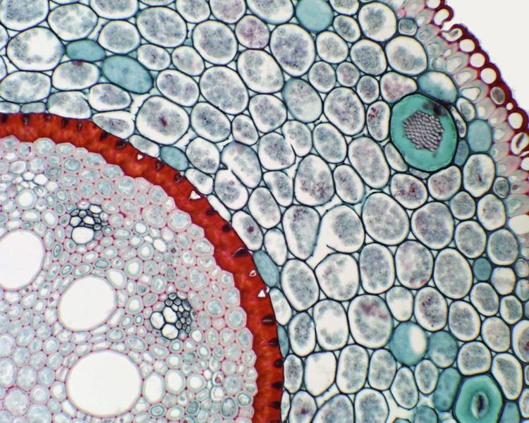 ‎Cross section of Smilax root - pith to hyperdermis - UWDC - UW-Madison ...