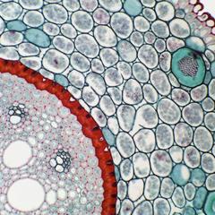 Cross section of Smilax root - pith to hyperdermis