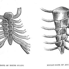Breast-Bone of Young Orang and Breast-Bone of Adult Orang