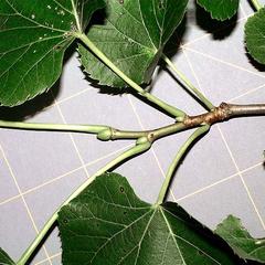 Buds and petioles of Tilia americana