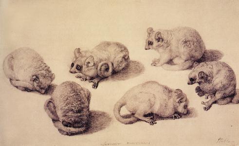 Gray Mouse Lemurs Print