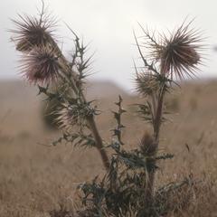 Thistle in alpine grassland above Totomicapan
