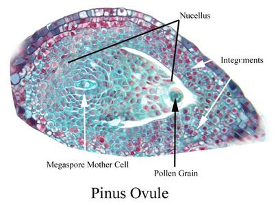 Longitudinal section through a megasporangiate cone - view of whole ovule labeled