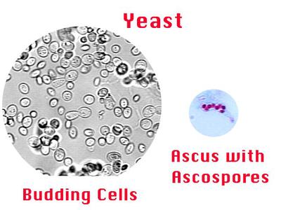 Composite of budding yeast and ascospores