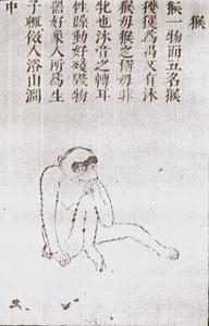 Seated Macaque Print