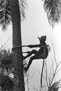 Climbing Tree to Cut Palm Nut Clusters