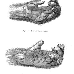 Fig. 5--Main antérieure d'orang; Fig. 6--Main postérieure d'orang