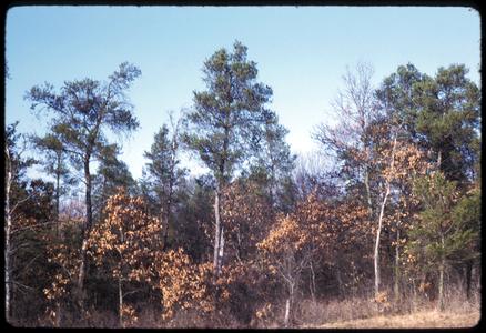 Jack pines along US 14