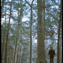 Albert Jung tract in Jung Hemlock-Beech Forest, State Natural Area