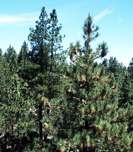 Coulter pine tree