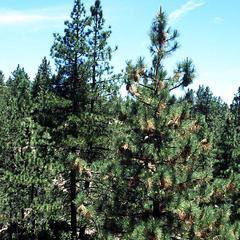 Coulter pine tree