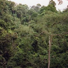 Rainforest treetops