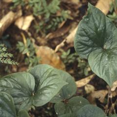 Capparis pittieri seedlings