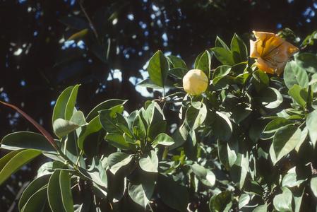 Solandra grandiflora plant, cultivated in Guatemala City